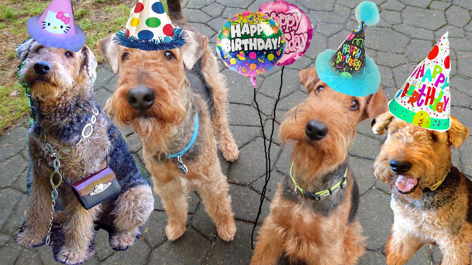 Image result for airedale birthday party