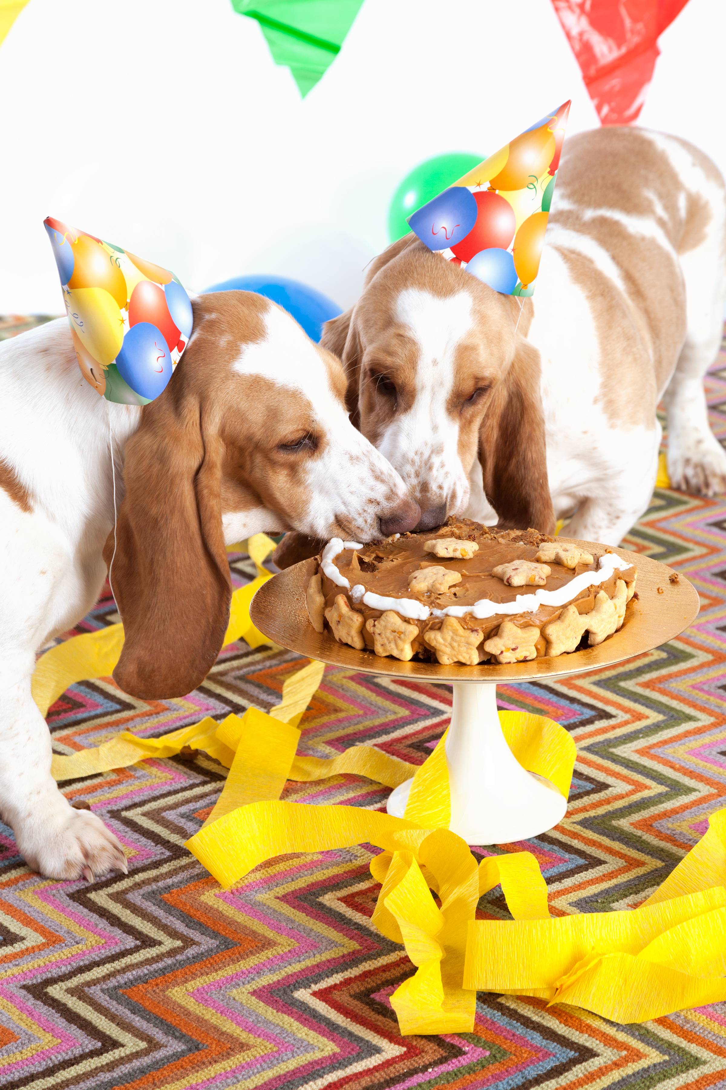 Собака празднует. Собака с праздником. День рождения собаки. Вечеринка собак. Праздничный торт с собачками.