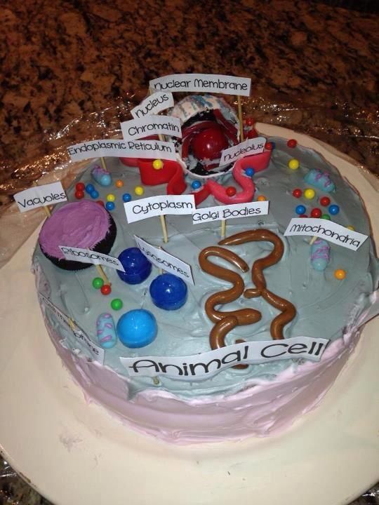 3D Edible Animal Cell Model Project