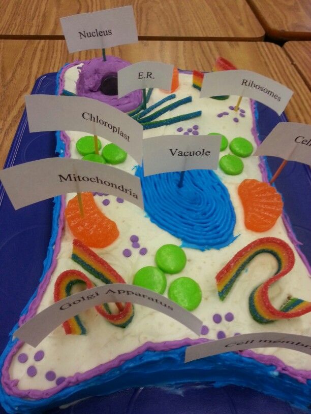 3D Edible Animal Cell Model Project