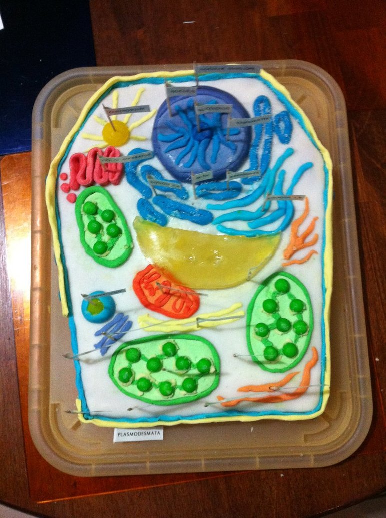 Plant Cell Model Out of Cake