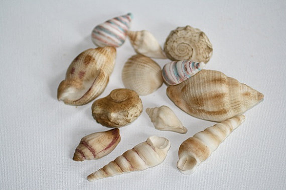 Edible Seashells Cake Decorating Edible Seashells Cake Decorating