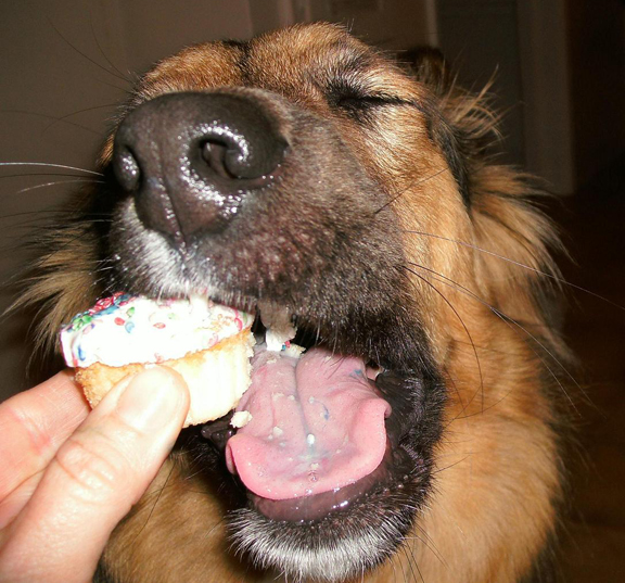 Animals Eating Cupcakes