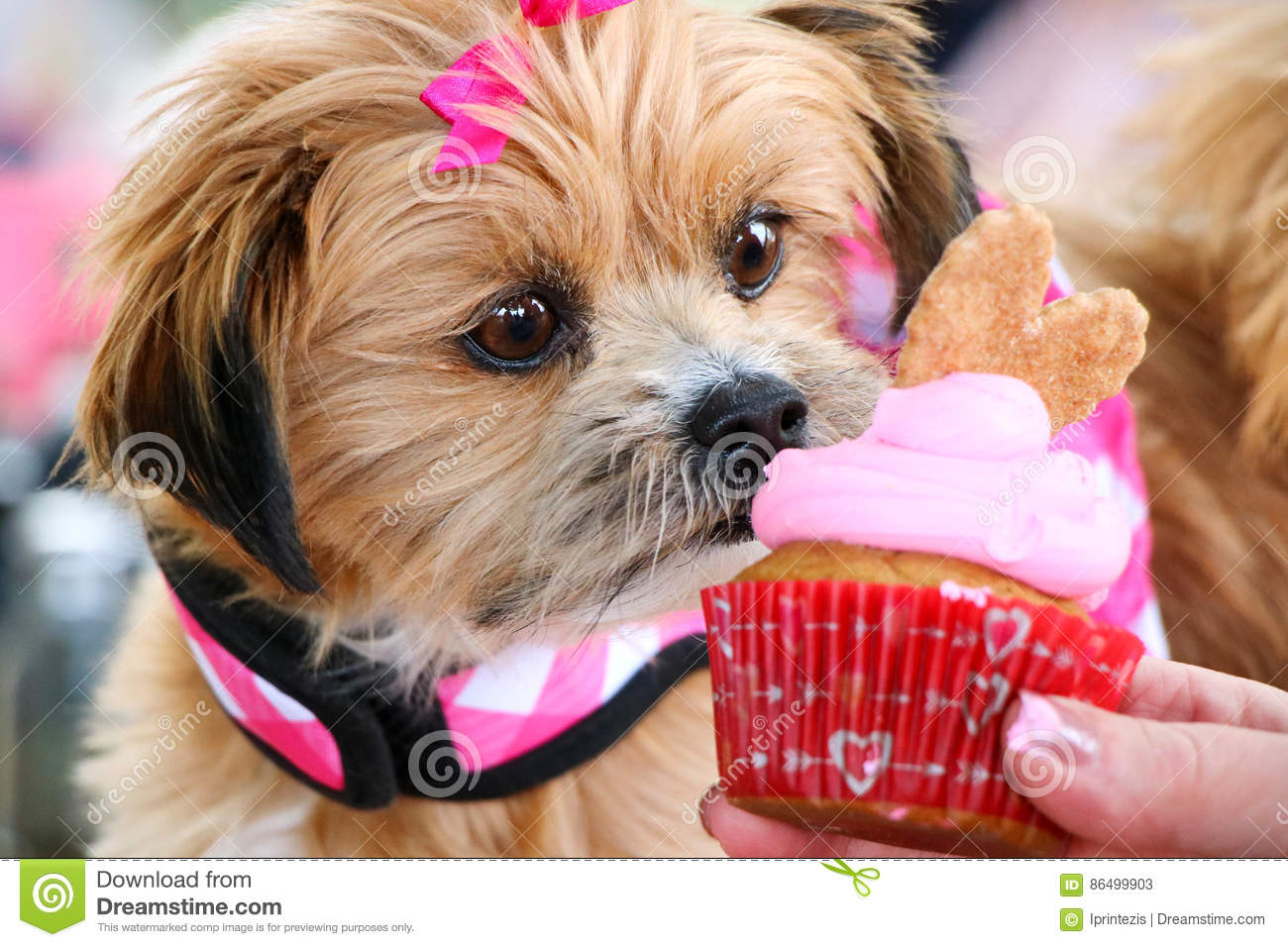Cute Dogs Eating Cupcakes