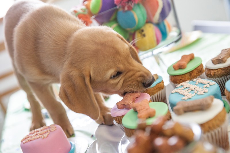 Dog Eating Cupcake