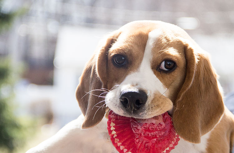 Puppy Eating Cupcake