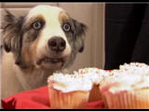 Stains Cupcake Dog