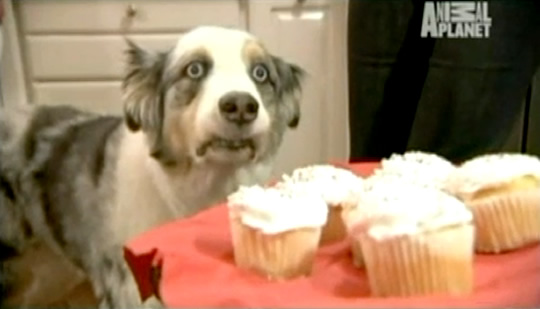 Stains Cupcake Dog