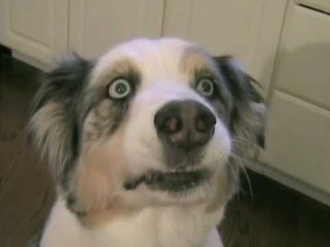 Weird Funny Dog Face Weird Funny Dog Face