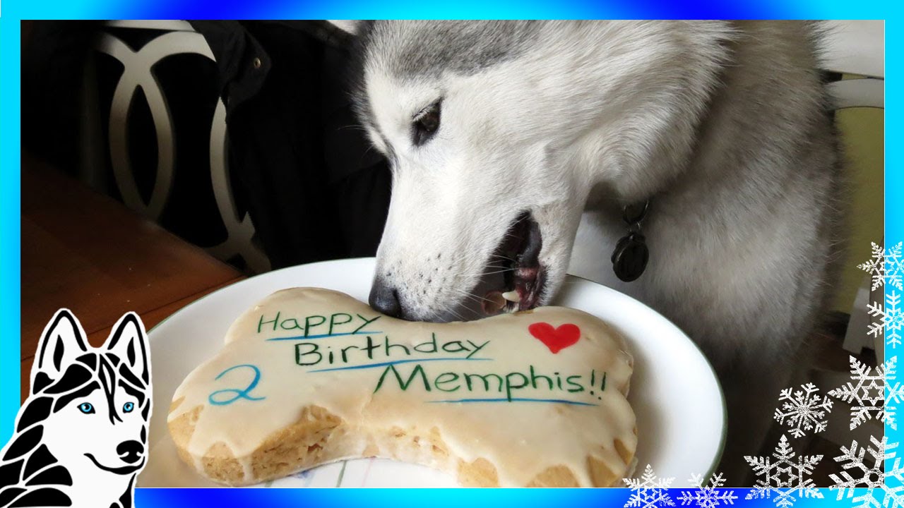 Dog Birthday Cake Dog Birthday Cake