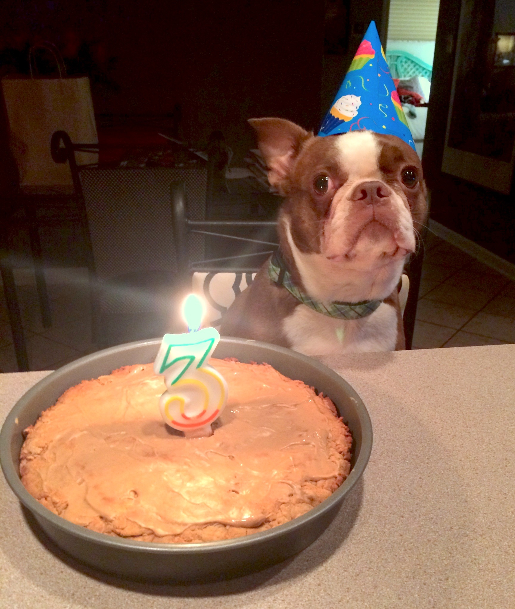 Homemade Dog Birthday Cake Recipes Homemade Dog Birthday Cake Recipes