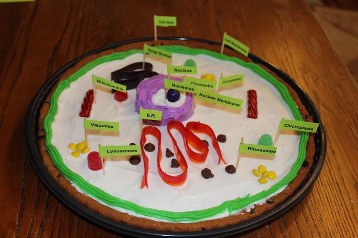 Cookie Cake Animal Cell Project