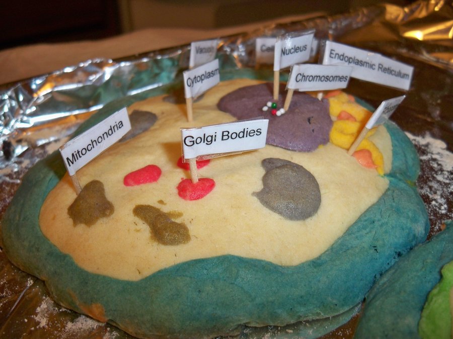 Cookie Cake Animal Cell Project