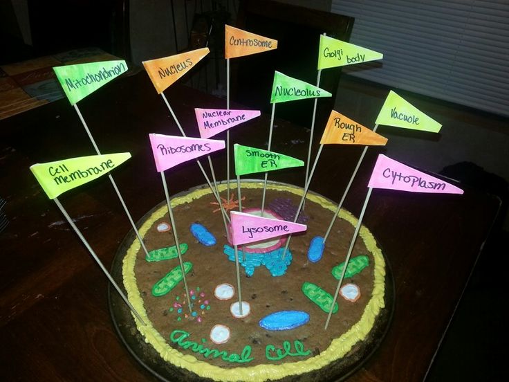 Cookie Cake Animal Cell Project