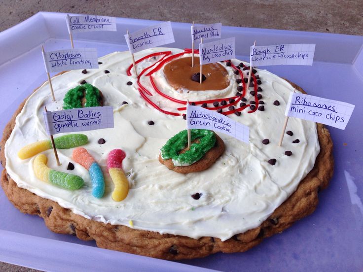Edible Cookie Animal Cell Project
