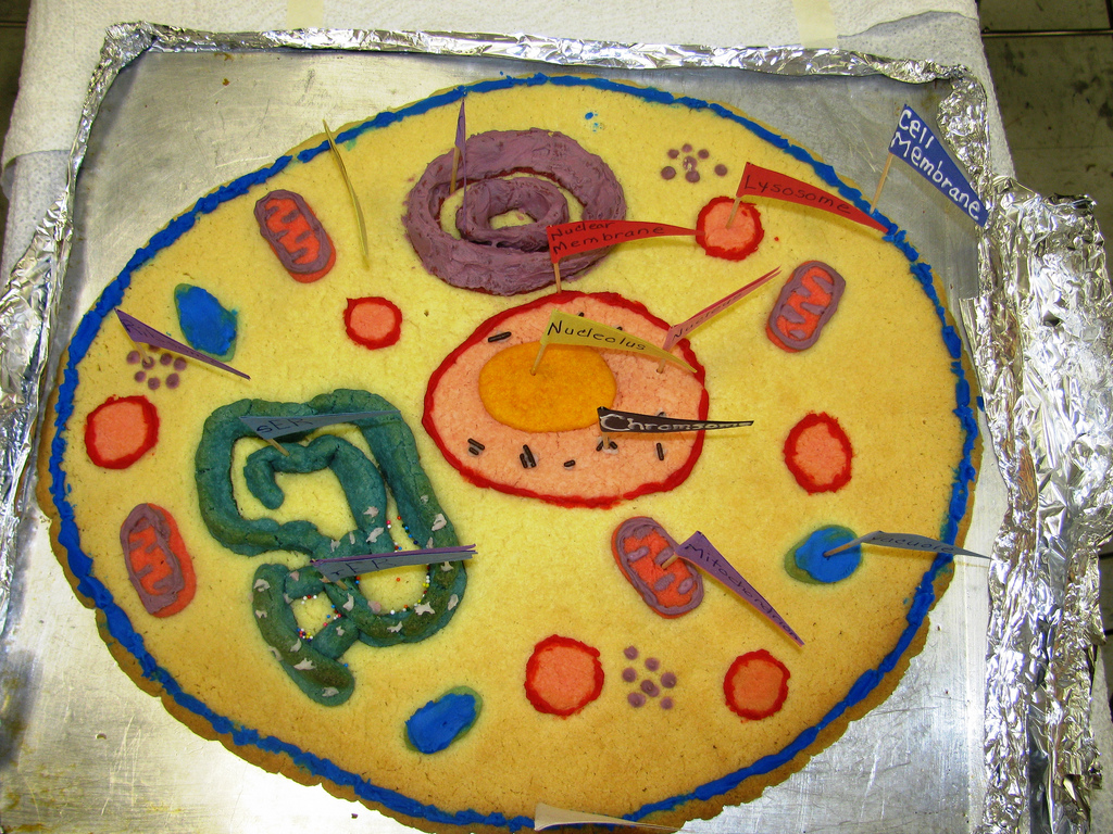 Edible Cookie Plant Cell Project