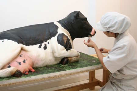 Cow Cake Cow Cake