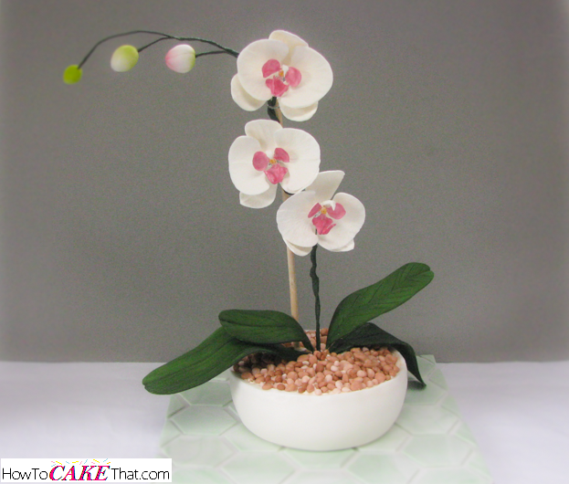 Potted Orchids for Wedding Potted Orchids for Wedding