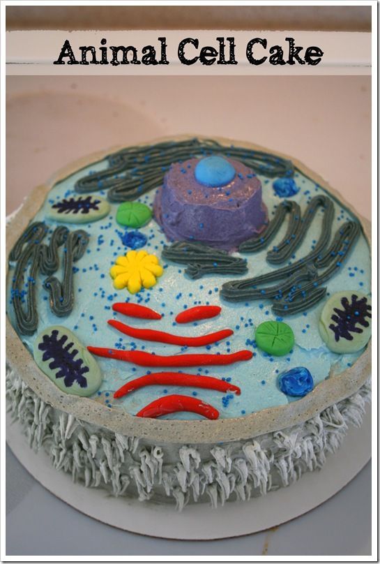 Animal Cell Cake Project Ideas
