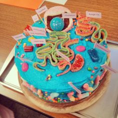 Cookie Cake Animal Cell Project