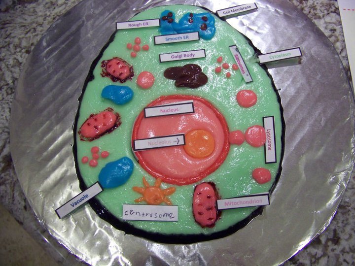 Edible Animal Cell Project Ideas
