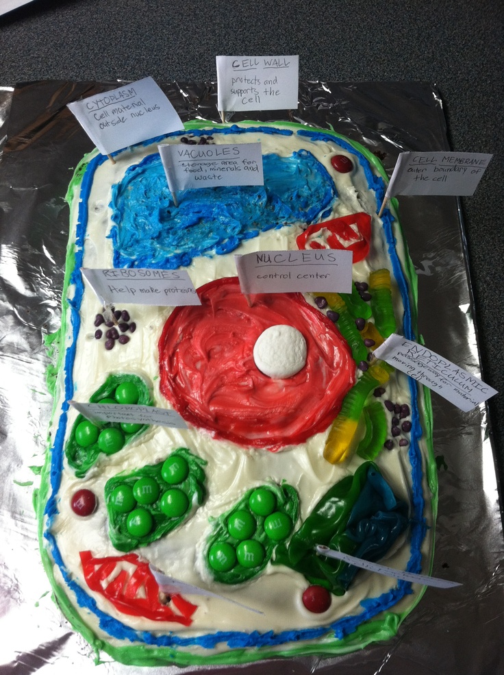 Plant Cell Model Project Cake