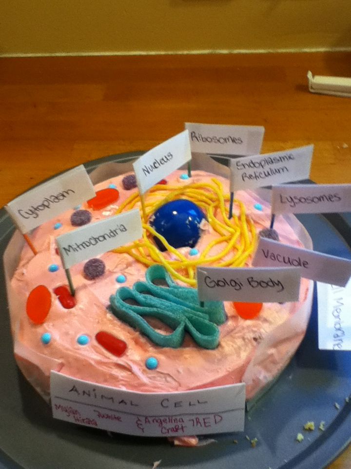 Animal Cell Cake with Candy Animal Cell Cake with Candy
