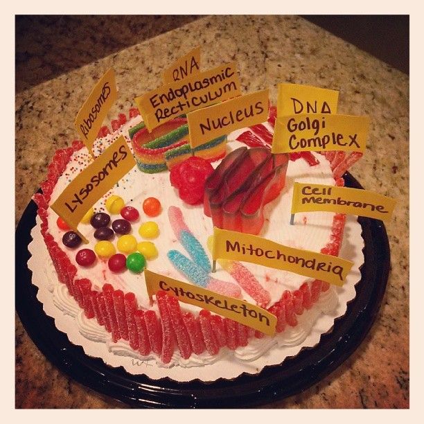 Animal Cell Cake Animal Cell Cake