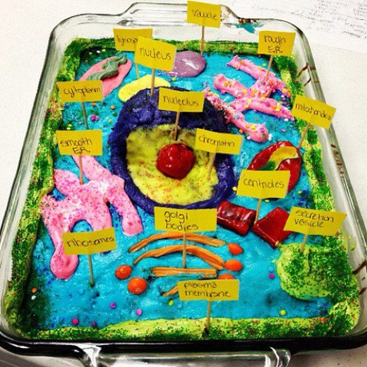 Animal Cell Model Project Cake Animal Cell Model Project Cake