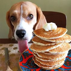 Beagle Eating Beagle Eating