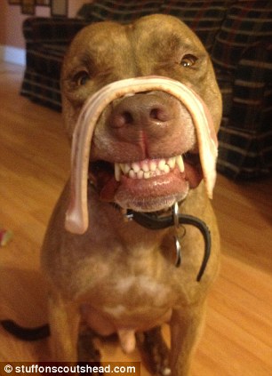 Dog Balancing Things On Head Dog Balancing Things On Head