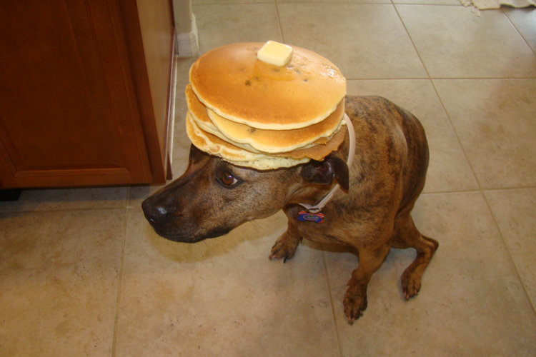 Dog with Pancake On Head Dog with Pancake On Head