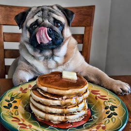 5 Photos of Dog Eating Pancakes 5 Photos of Dog Eating Pancakes
