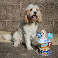 Dog-Friendly Birthday Cake