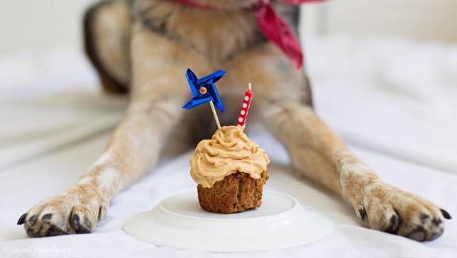 How to Make Dog Birthday Cake