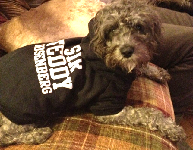 9 Photos of Schnoodle Dog Cakes 9 Photos of Schnoodle Dog Cakes