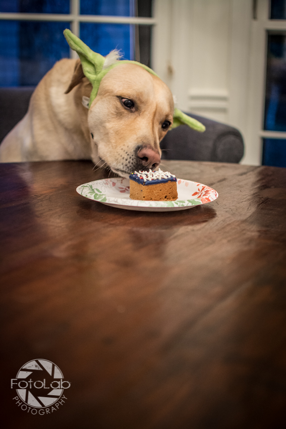 Labrador Retriever Birthday Cake Labrador Retriever Birthday Cake