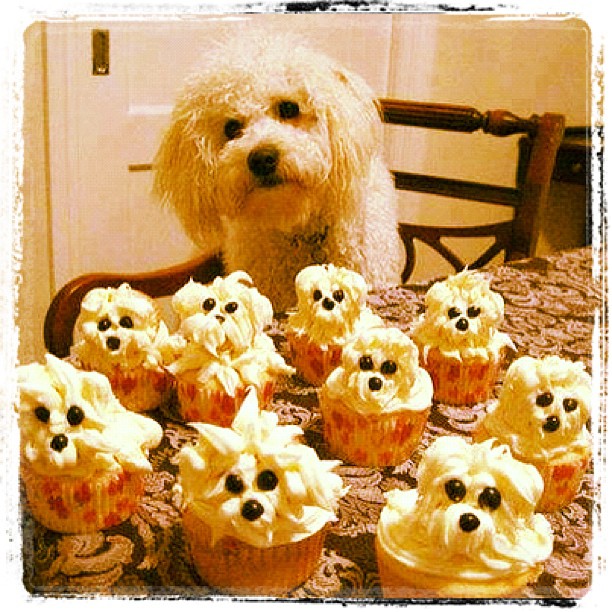 Cupcakes That Look Like Dogs Cupcakes That Look Like Dogs