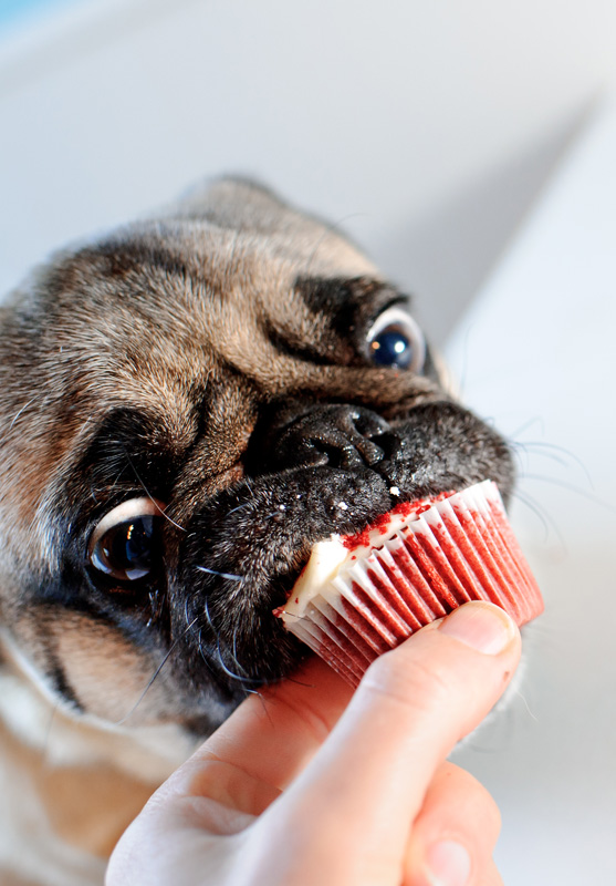 Pug Puppies Eating Cupcakes