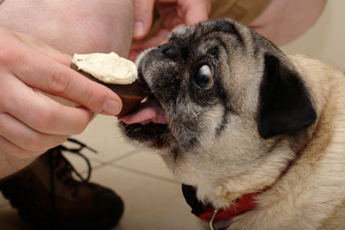 Pug Puppies Eating Cupcakes