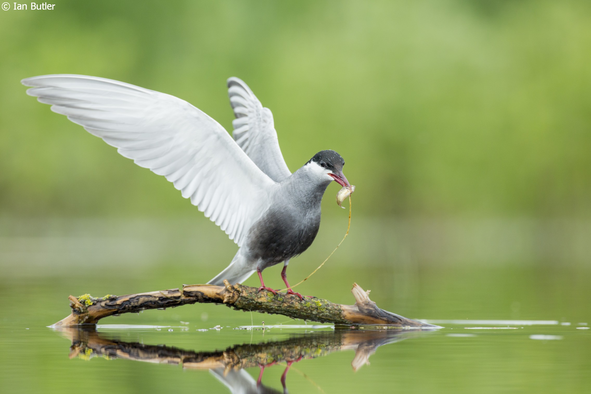 Bird Photography Tour