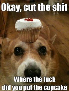 Cupcake Dog Meme