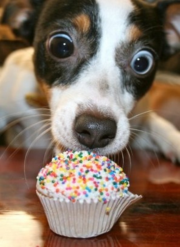 Funny Animal Cupcakes Funny Animal Cupcakes