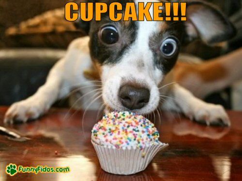Funny Dog Cupcake