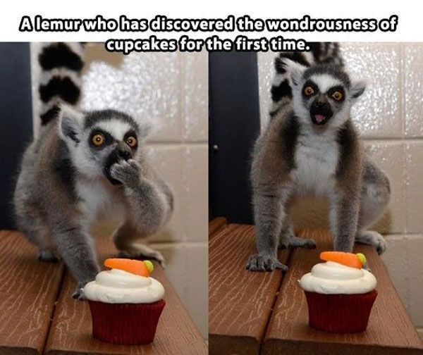 Funny Eating Cupcake Memes
