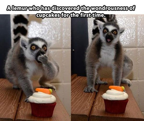 Funny Eating Cupcake Memes Funny Eating Cupcake Memes