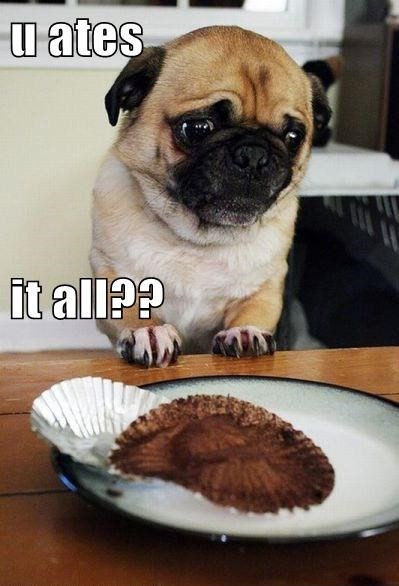 Funny Pug Memes