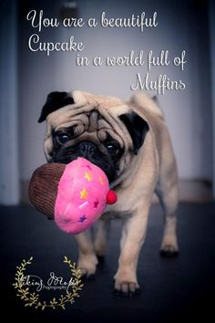 Funny Pug Quotes and Sayings