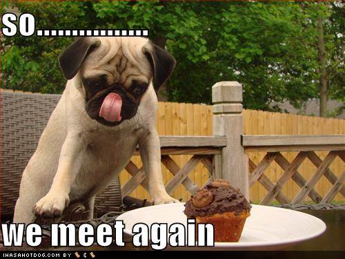 Funny Pugs with Captions