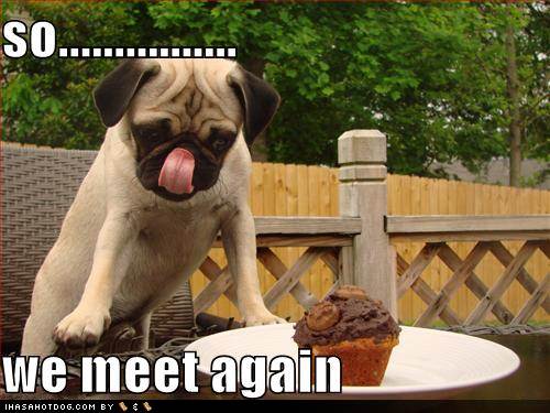 Funny Pugs with Captions Funny Pugs with Captions